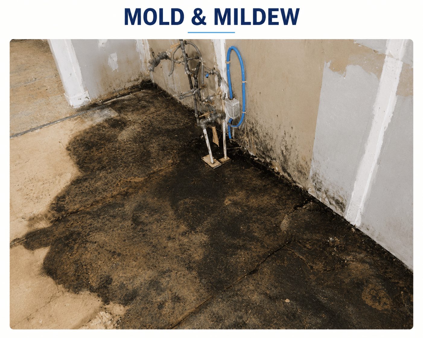 Mold & Mildew